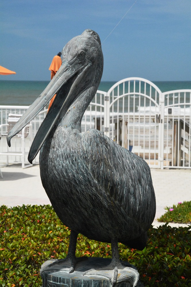 THE Pelican