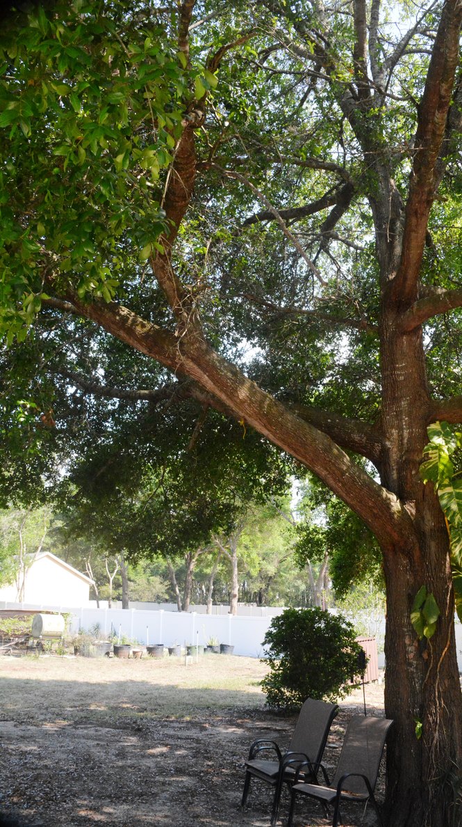 Oak Shade Trees