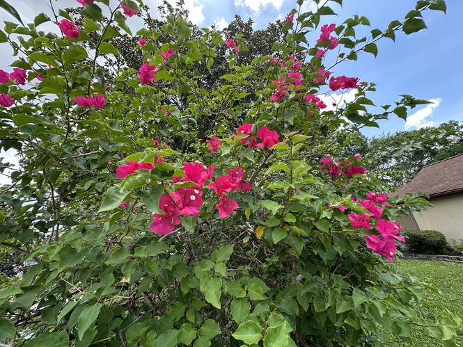 Beautiful Foliage