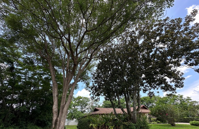 Mature Trees